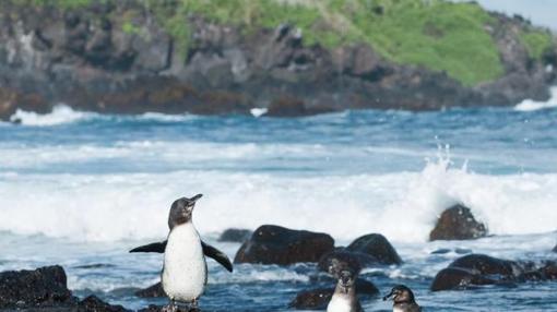 Tại sao không có chim cánh cụt ở Bắc Cực? Điều gì đã xảy ra với 69 chú chim cánh cụt được thả vào Bắc Cực 80 năm trước?