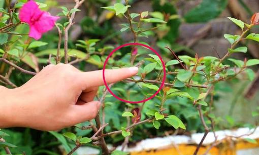 4 loại hoa 'không cắt tỉa thì không nở', hãy nhanh tay cắt tỉa vào mùa xuân, hoa sẽ nở nhiều hơn 