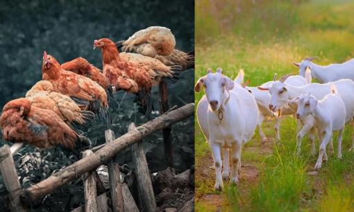 'Đừng nuôi gà khi bạn nghèo, và đừng nuôi cừu khi bạn giàu'. Lý do là gì? Tại sao chúng ta không thể nuôi chúng? Có lý do khoa học nào không? 