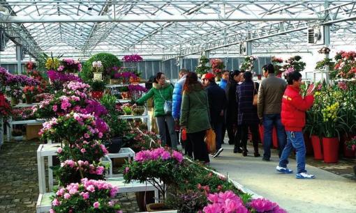 Ngay sau dịp Tết Nguyên đán, 5 loại hoa cây cảnh này sẽ giảm giá mạnh, đừng bỏ lỡ thời cơ thu mua