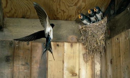 Có câu nói dân gian: 'Hai con chim bay vào cửa, dù không giàu cũng vẫn vui', bạn biết hai con chim này là loài gì không?
