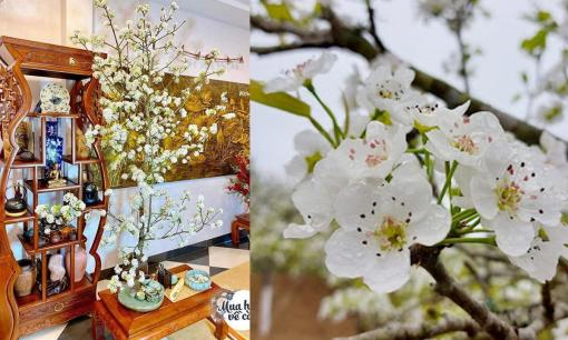 Sau Tết, người sành sẽ mua loại hoa này về cắm, chơi 2 tháng chưa tàn, vừa đẹp vừa sang