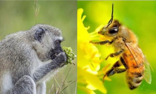 5 loài vật say xỉn hơn cả con người: Số 2 cực phổ biến ở Việt Nam, số 5 thậm chí phải đi cai nghiện rượu