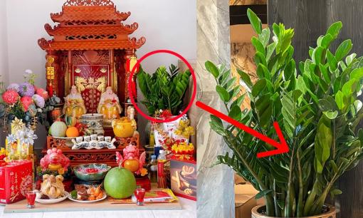 Trồng cây cảnh này ở ban thờ giúp đón vía Thần Tài, gia chủ làm ăn lãi đậm, tiền vào ngập két, đếm mỏi tay không hết