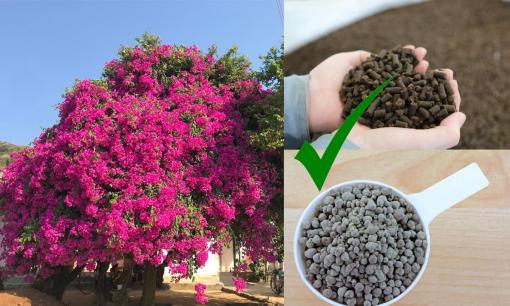 Muốn hoa giấy nở rực rỡ? Chỉ cần đúng 3 loại phân này, đừng phí tiền mua thêm