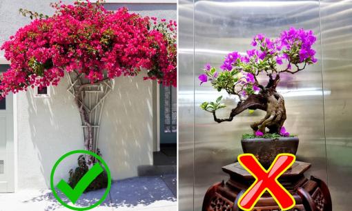 Trồng hoa giấy trước nhà rất tốt nhưng trồng trong nhà lại là đại kỵ, vì sao?