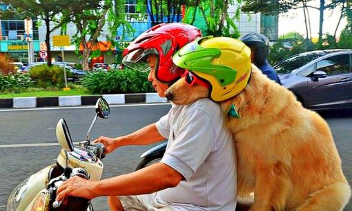 Đèo theo chó khi đi xe máy có bị xử phạt không?