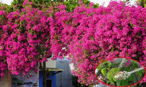 Cách bón phân cho hoa giấy để thúc cây nở bung rực rỡ sau Tết