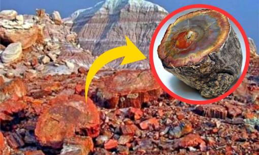 Việt Nam phát hiện 'báu vật' quý hiếm bậc nhất thế giới, gỗ hóa ngọc trị giá hơn 600 tỷ đồng, ai ai cũng săn lùng