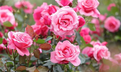 Làm thế nào để tưới nước và bón phân cho hoa hồng vào mùa xuân? Hiểu đúng cộng thêm 5 điểm chính, tạm biệt lá vàng, hoa nở to, sum suê