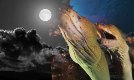 'Lươn trông trăng' là gì? Tại sao ông bà ta khuyên dù nghèo đến đâu cũng không nên ăn?