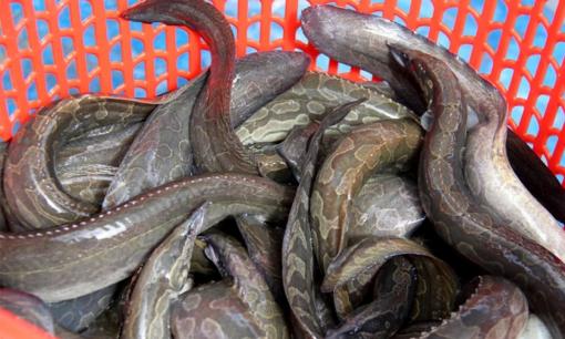 Loài cá ‘xấu xí’ từng bị chê bai, nay thành đặc sản đắt đỏ: Giá nửa triệu/kg