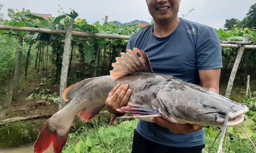 Mô hình nuôi ‘thuỷ quái’ độc đáo vừa đẹp vừa lãi cao, anh nông dân thu về nửa tỷ đồng mỗi năm