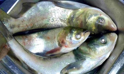 5 loại cá bẩn nhất ở chợ truyền thống, chứa nhiều kim loại nặng và ký sinh trùng, ngay cả chủ quầy hàng cũng không ăn 