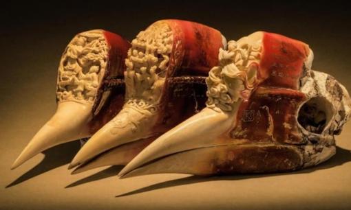 Loài chim quý của Việt Nam có mỏ đắt gấp 3 lần ngà voi, giá 150 triệu/kg: Nằm trong nhóm một Sách đỏ