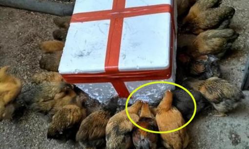 Lý do khiến gà thích ăn xốp là gì? Sự thật bất ngờ đằng sau thói quen kỳ lạ này