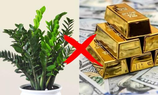Cây kim tiền 'đại kỵ' nhất người thuộc 2 mệnh này: Dù chỉ trồng 1 cây cũng tai ương, chớ phạm kẻo xui xẻo, tiêu tài tán lộc