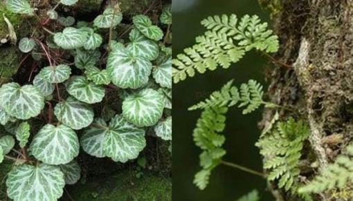 Nhiều người không biết cây cỏ trong kẽ đá, nếu gặp được chúng thì bạn là người may mắn, hãy trân trọng chúng