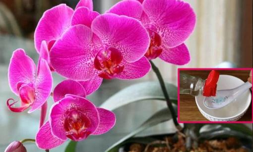3 'bí quyết' để tưới lan hồ điệp, học được thì càng nuôi cây càng phát triển