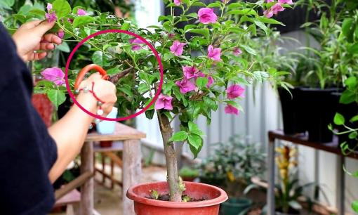4 loại hoa cần 'cắt tỉa mùa xuân' để phát triển mạnh mẽ và nở hoa nhiều hơn