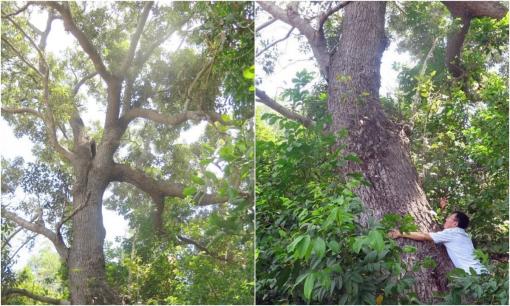 Loài cây cứng như sắt, quý hơn vàng, cả thế giới chỉ còn 13 cây ở Việt Nam, đang có nguy cơ tuyệt chủng cao