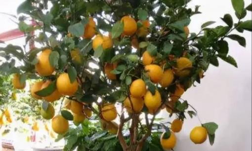 5 loại cây có thể tiêu diệt vi khuẩn. Hãy trồng một vài loại trong nhà để không khí trong lành và khỏe mạnh