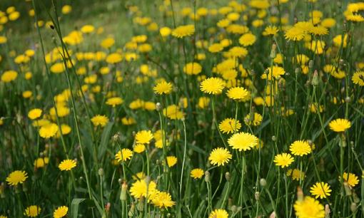 Loài cây mọc dại khắp Việt Nam, được CDC Mỹ đánh giá là một trong những loại rau tốt nhất thế giới