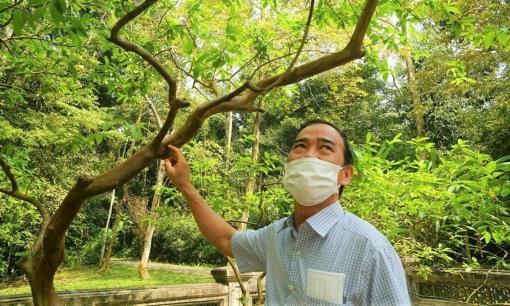 Huyền bí cây ổi gần 100 năm tuổi biết 'cười' ở di tích Lam Kinh (Thanh Hóa), bứng 'con cháu' rời đất thiêng là hết nhiệm màu