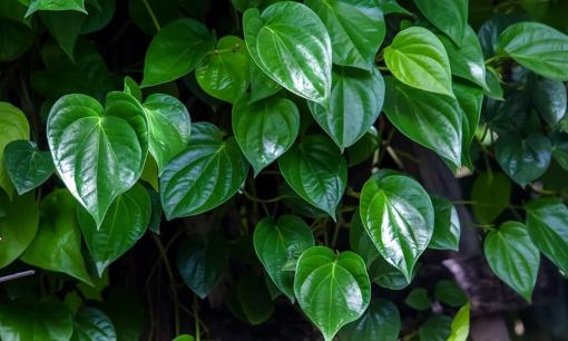 Có nên trồng cây trầu không ở trước cửa nhà hay không? Ý nghĩa phong thủy của cây trầu không là gì?