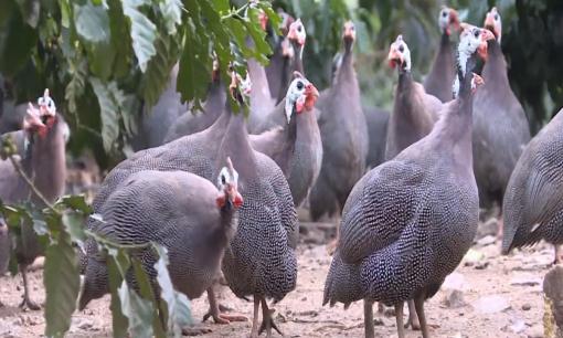 Anh nông dân thu tiền tỷ nhờ nuôi loài gà nhút nhát, bay lượn như chim lại ‘lắm mồm’ 