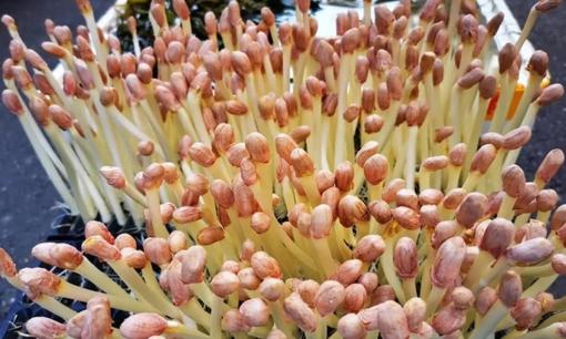 Tuyệt đối không được ăn 3 loại thực phẩm này khi đã mọc mầm, độc ngang thạch tín, dễ gây ung thư 
