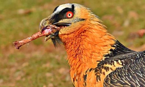 Loài động vật duy nhất thích ăn xương hơn ăn thịt