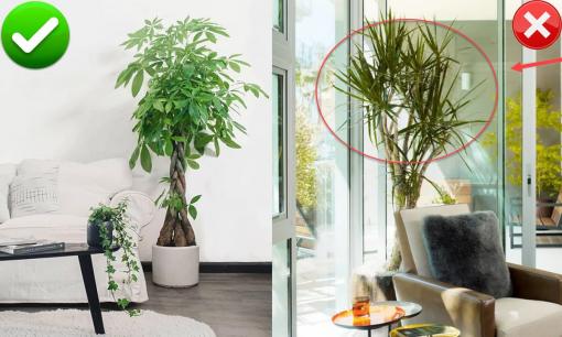 Muốn phòng khách hút tài lộc, gia đình luôn thịnh vượng hãy chọn 2 loại cây 'thần tài' này, tránh xa 3 loại cây 'phá tài'