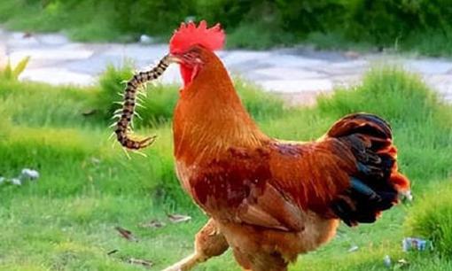Con rết là một trong 5 loài độc nhất, tại sao nó lại sợ gà trống?