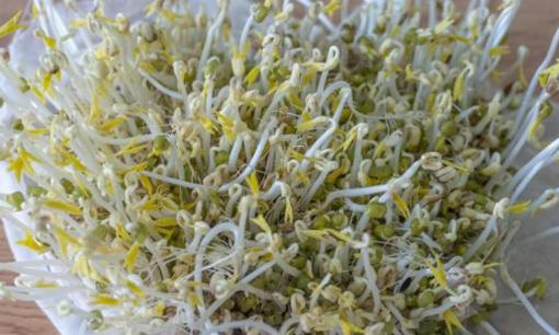 Cách trồng giá đỗ bằng rổ tại nhà: Vị ngọt, giòn, sạch, an toàn