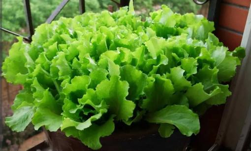 Trồng 4 loại rau trên ban công. Chúng mọc đầy chậu trong nửa tháng và cả gia đình không thể ăn hết