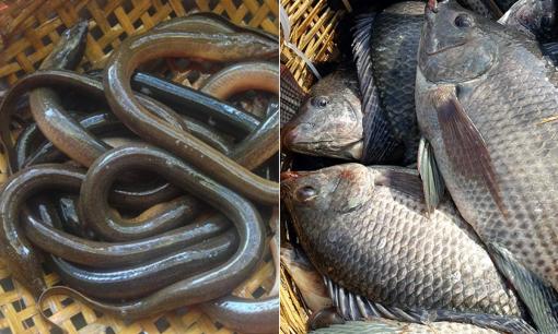 5 loại cá bẩn nhất ở chợ: Chứa đầy kim loại nặng và ký sinh trùng, nhiều người vẫn vô tư ăn, đặc biệt một loại rất được ưa chuộng gọi là 'sâm nước'