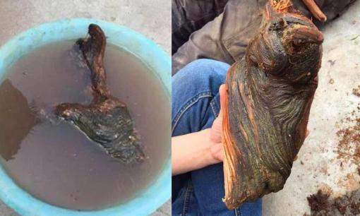 Anh chàng dọn mộ tổ thấy khúc gỗ lạ định đem về làm củi đốt, ai ngờ chuyên gia nói lớn: 'Phát tài to'