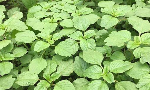 3 loại rau rất tốt cho sức khỏe lại ít 'tắm' thuốc trừ sâu nhất, một loại ở quê mọc um tùm như cỏ 