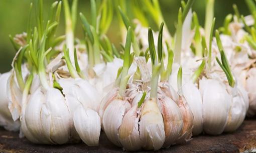 Thực phẩm mọc mầm không phải chỉ độc hại, 3 loại này khi mọc mầm lượng dinh dưỡng tăng lên gấp đôi, cực bổ dưỡng