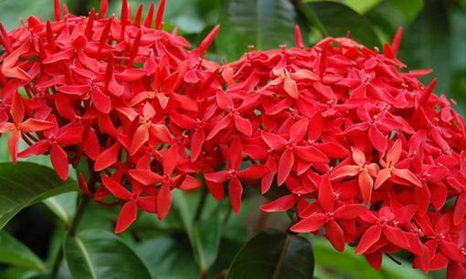 Trồng hoa mẫu đơn đỏ trước nhà có nên hay không?