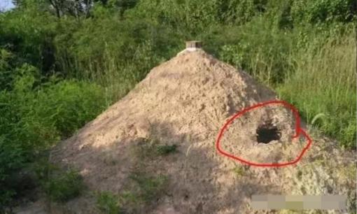 Có một câu tục ngữ ở nông thôn rằng: 'Nếu mộ tổ tiên không có năm thứ thì con cháu sẽ thịnh vượng'. Bạn có biết năm thứ đó là gì không?