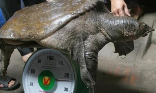 Nuôi 'thuỷ quái to bự' trong bể xi măng, anh nông dân nhẹ nhàng đút túi tiền tỷ mỗi năm