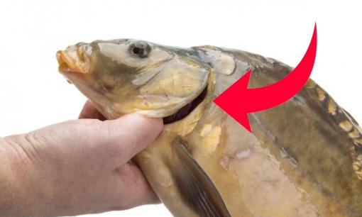 Đừng ham rẻ mua cá chép, người bán cá cảnh báo 3 loại cá chép không nên mua, dù 'to béo' hay 'thon dài' đến mấy