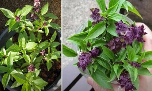 Loại rau gia vị giúp ngừa ung thư nay được 'lên đời' thành cây cảnh phong thủy, ai cũng nên trồng 1 cây giúp thu hút giàu sang, sức khỏe