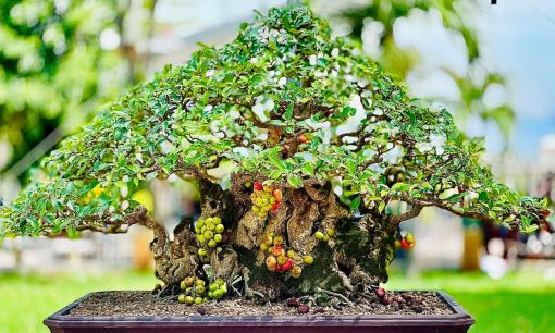 4 tuổi hợp nhất trồng Sung: Trồng một cây Sung trước cửa để hút tài lộc, gia chủ càng ngày càng giàu có