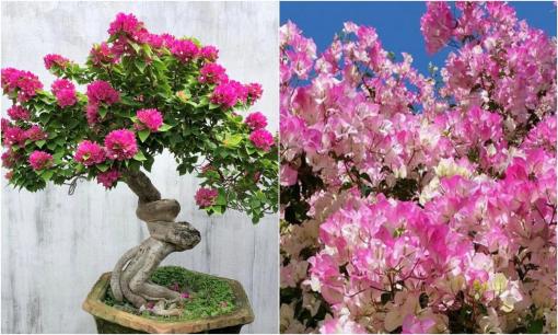 Cây hoa giấy có quả không?