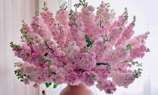 Nhiều chị em Việt mê mẩn loại hoa này và cắm trong nhà nhưng không biết có độc tính rất cao, nhà có trẻ em càng cần tránh