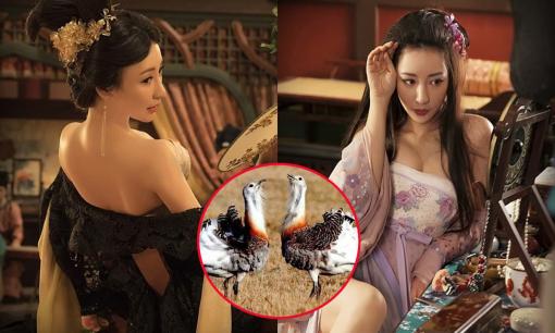 Sau khi quan sát cách giao phối của loài chim ô tác, cuối cùng tôi cũng hiểu tại sao bà chủ của các kỹ viện thời cổ đại lại được gọi là 'tú bà'! 