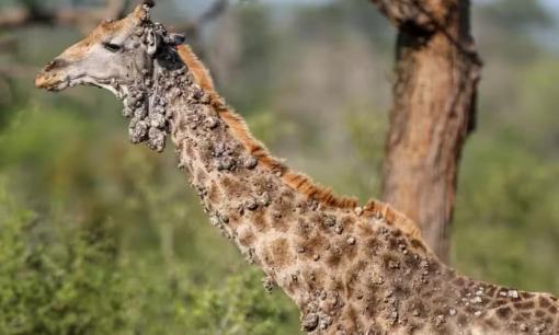 Hươu cao cổ mắc bệnh hiếm gặp, người sần sùi như khúc gỗ, ai nhìn cũng sợ